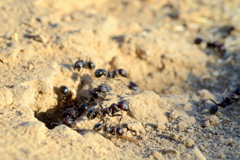 Black Ant Extermination in Katy, TX
