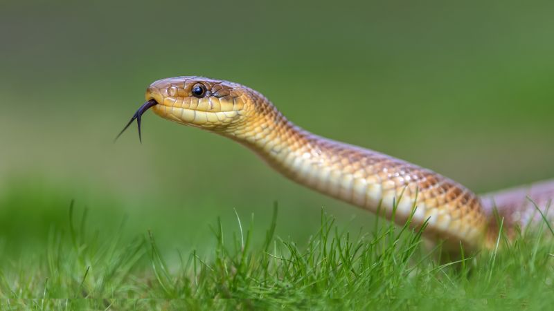 Lizard Pest Control