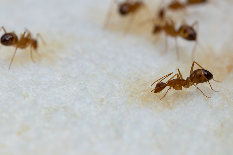 Ant Control Service in Fort Worth, TX