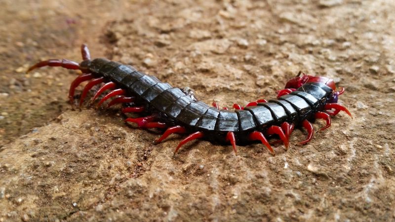 Centipede Extermination in Arlington, TX