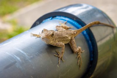 Cost of Lizard Pest Control — Cost of Lizard Pest Control