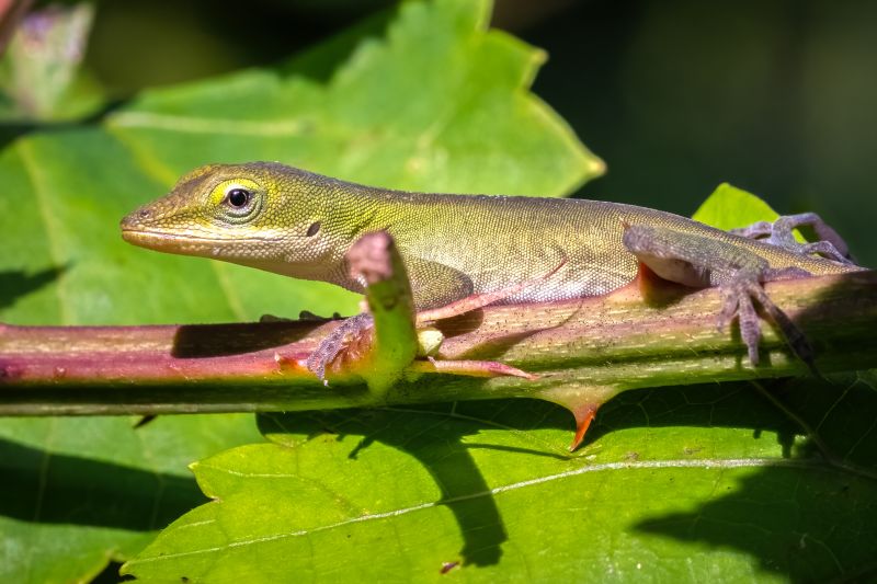 Cost of Lizard Pest Control — Cost of Lizard Pest Control