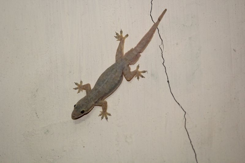 Prevent Lizards Getting Inside Your Home