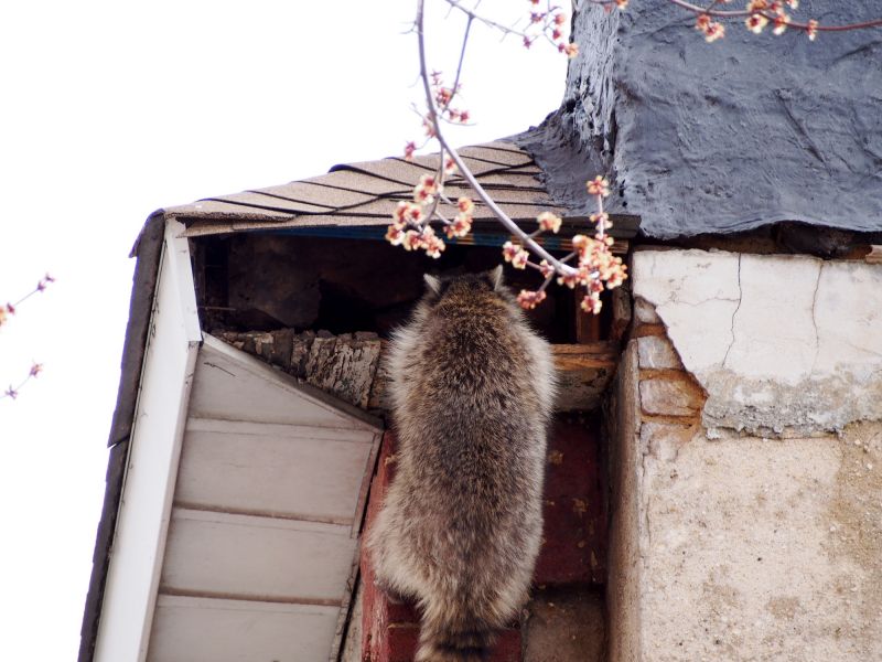 Signs You Have Raccoons In Your Attic And Why Professional Removal Matters