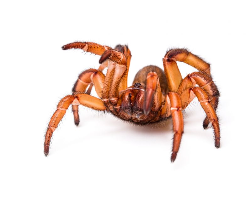 Trapdoor Spider Removal in New Braunfels, TX