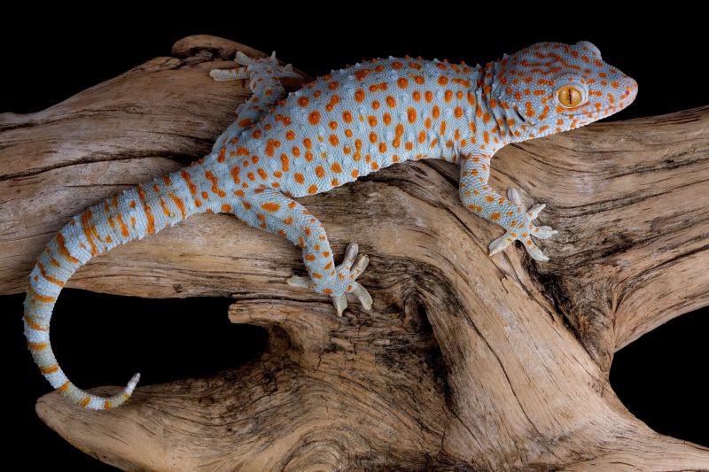 Why Lizards Are Attracted To Warm Indoor Spaces