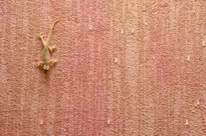 Why Lizards Enter Homes And How To Prevent Future Intrusions