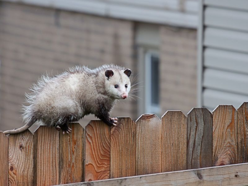 Opossum in a Garage