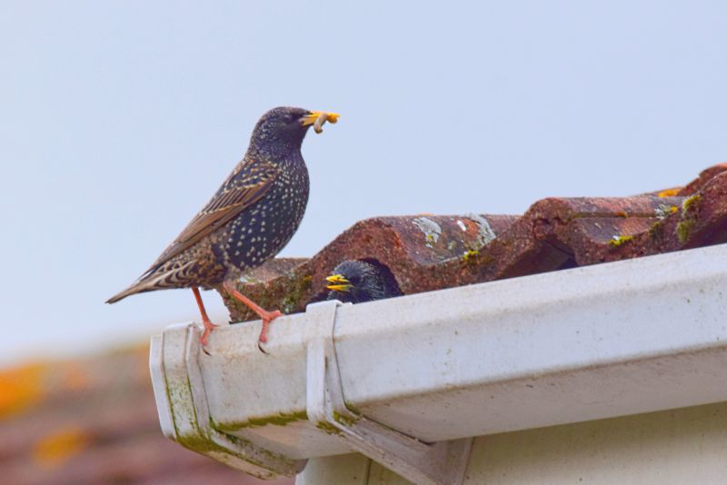 Bird Nesting in Vent