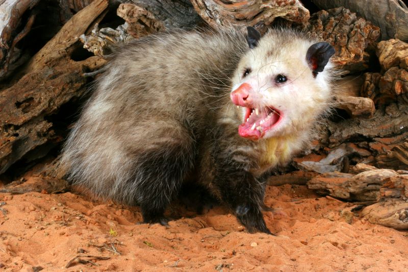 Opossum in a Tree